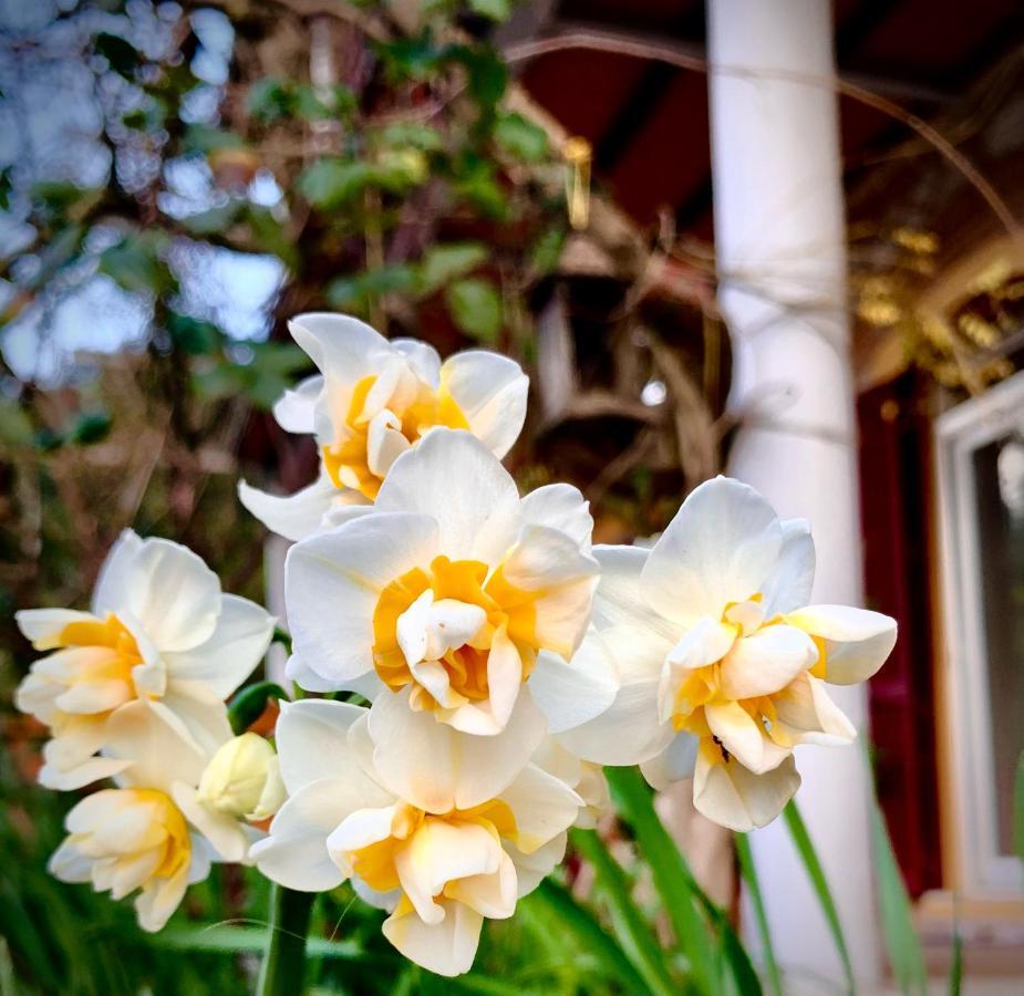 B&B La Fucinaia Pet Friendly Adults Only Campiglia Marittima Eksteriør billede