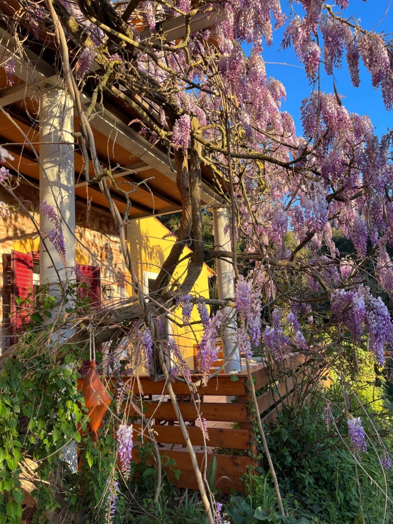B&B La Fucinaia Pet Friendly Adults Only Campiglia Marittima Eksteriør billede