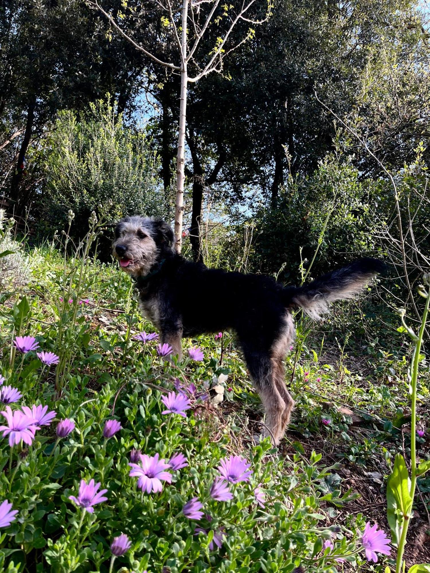 B&B La Fucinaia Pet Friendly Adults Only Campiglia Marittima Eksteriør billede