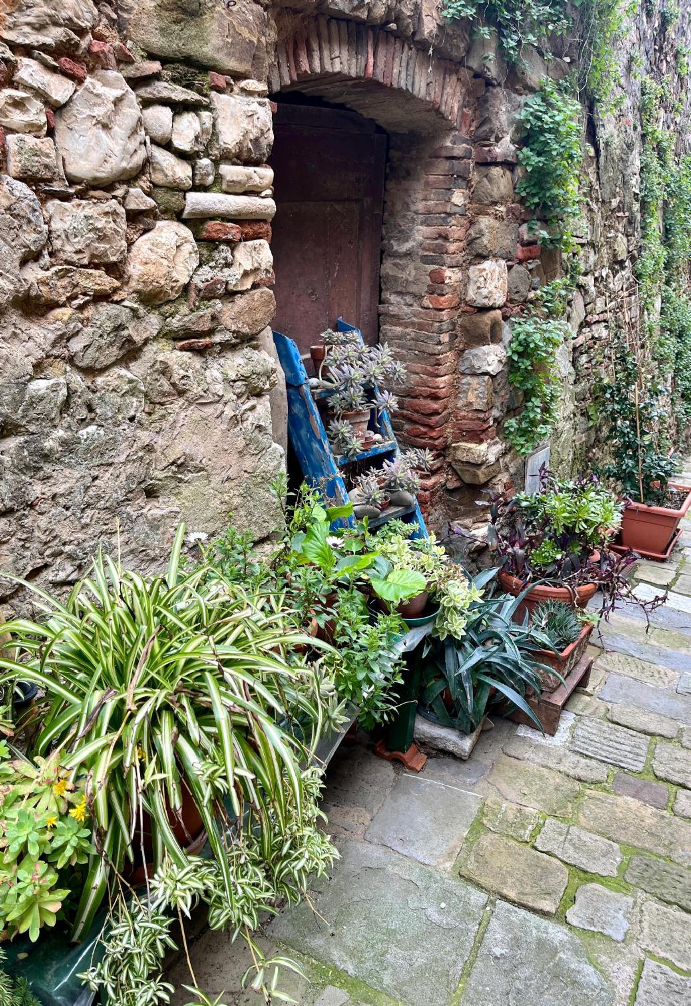 B&B La Fucinaia Pet Friendly Adults Only Campiglia Marittima Eksteriør billede